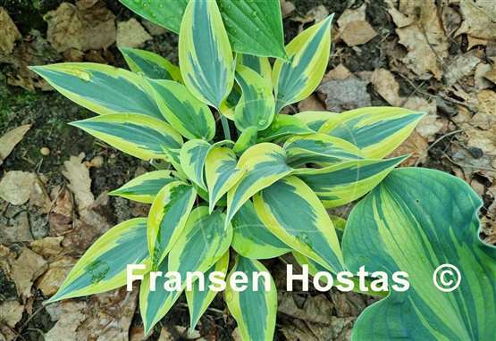 Hosta Virginia Reel